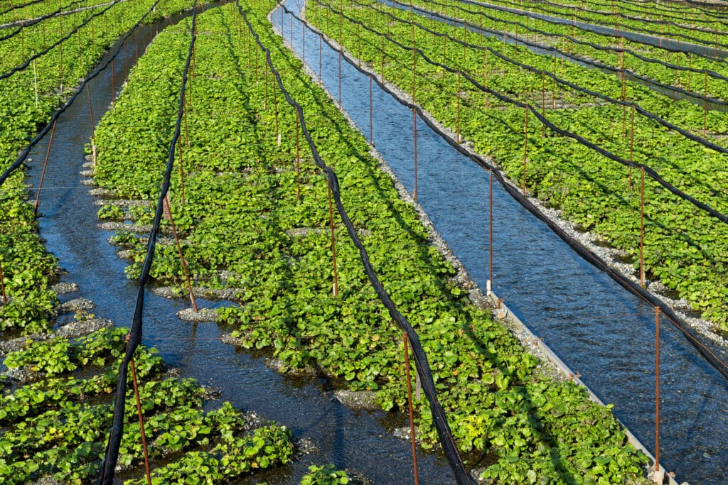 rainwater-harvesting-agriculture