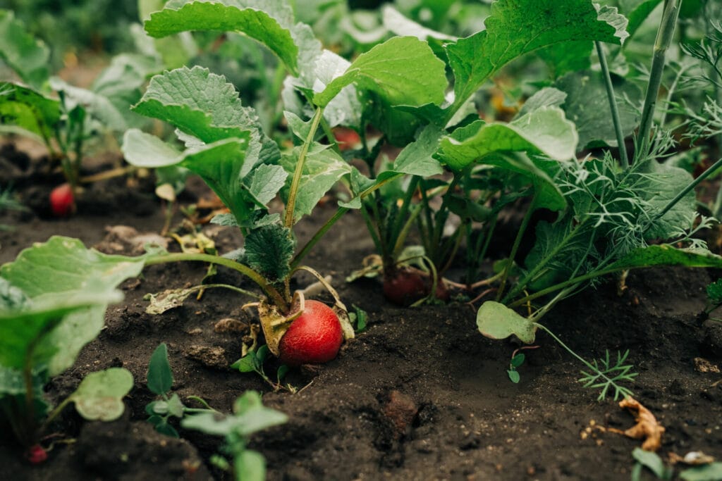 radish-innovation-grounds