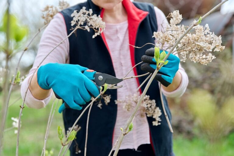 pruning