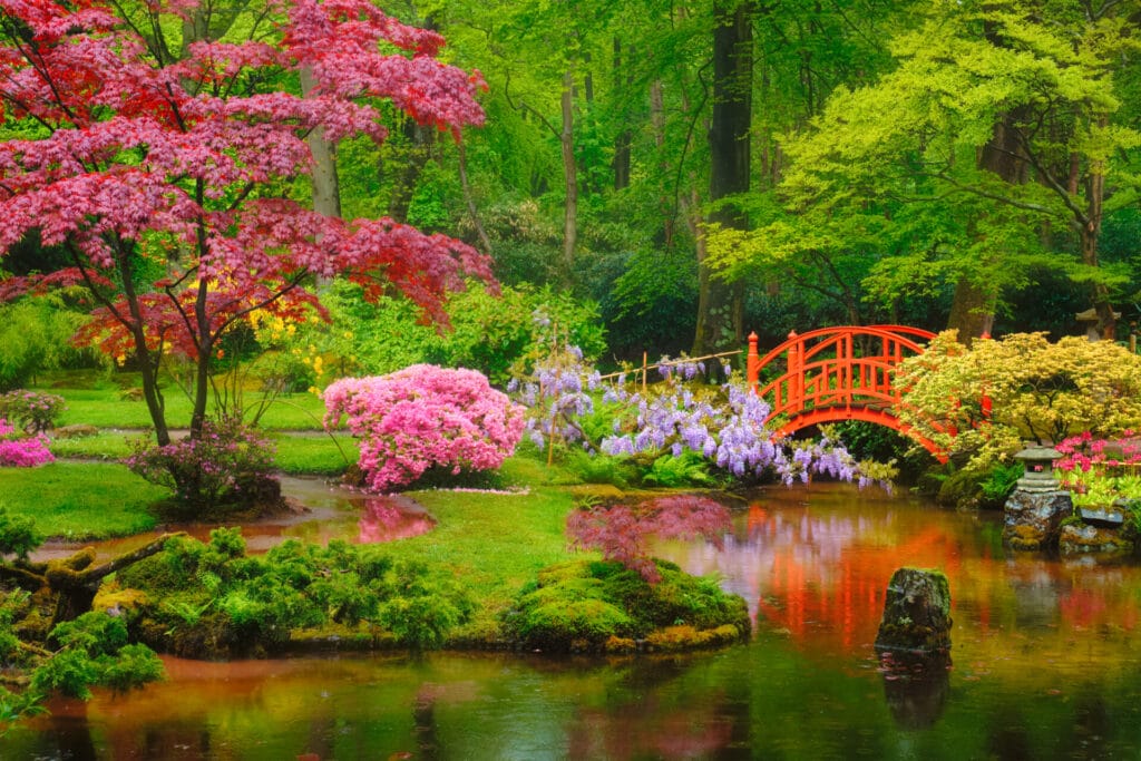 cherry-blossom-japanese-garden