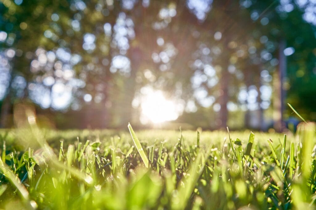 texas-lawn-summer-innovation-grounds