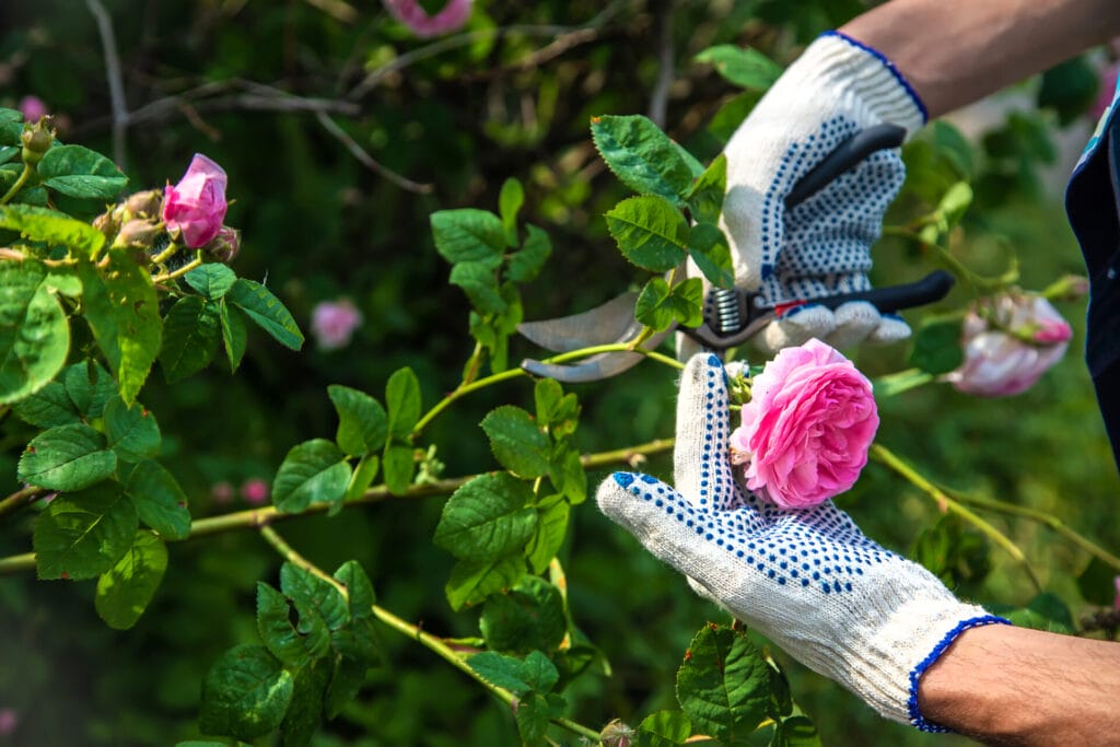 pruning-roses-in-texas