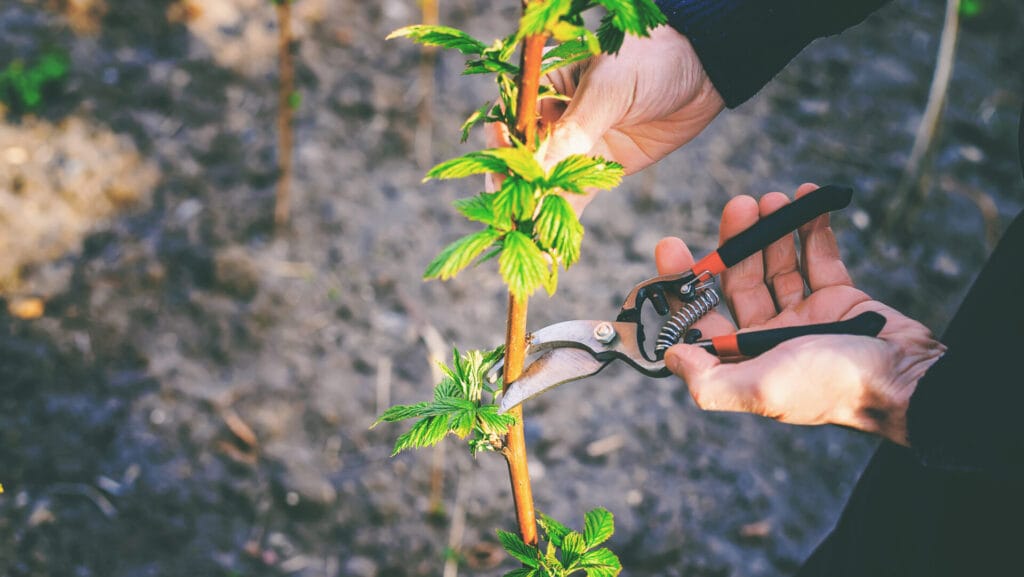 pruning-innovation-grounds