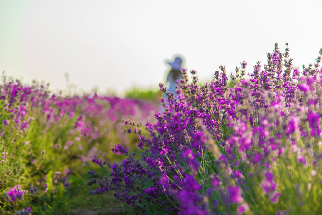 lavender-innovation-grounds