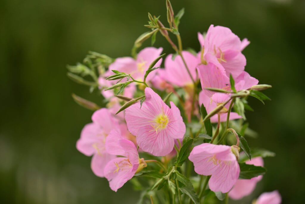 pink-evening-primrose-innovation-grounds