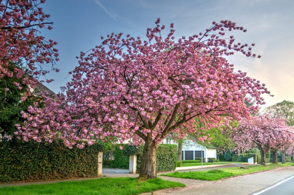 flowering-cherry-tree-innovation-grounds