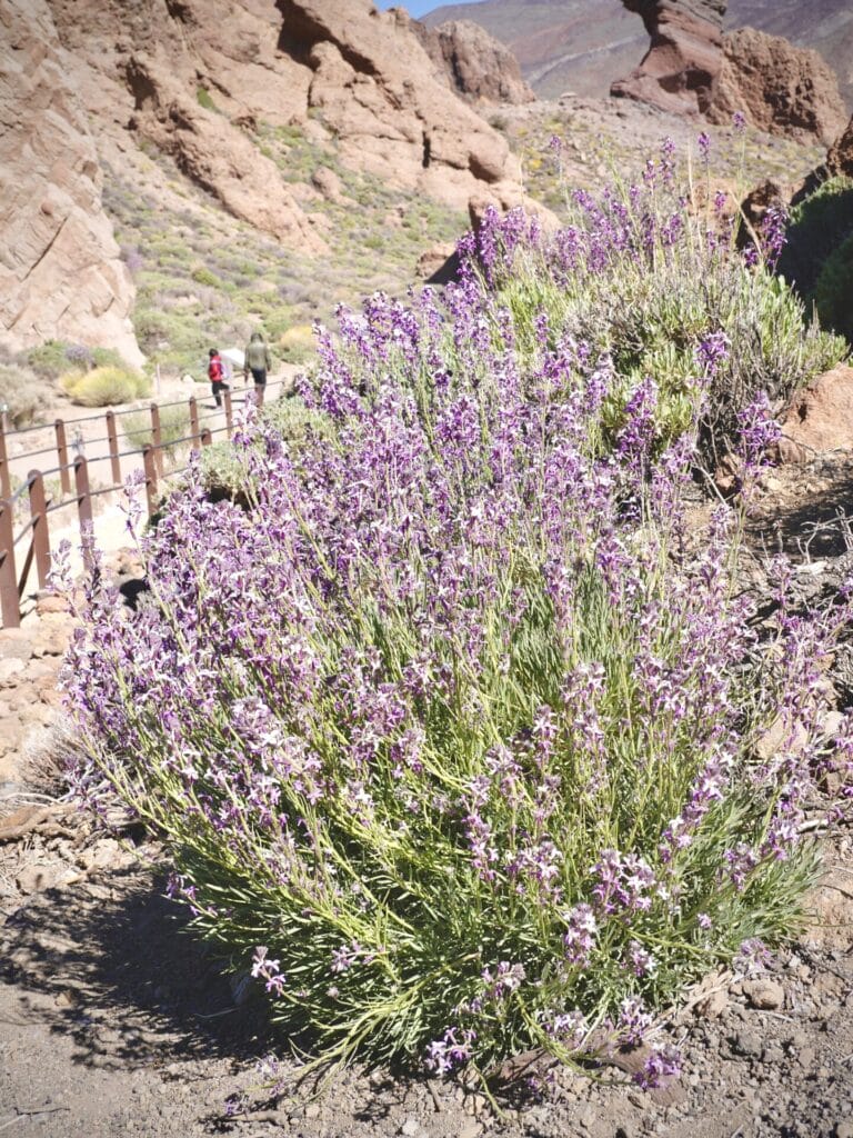 mexican-bush-sage-innovation-grounds