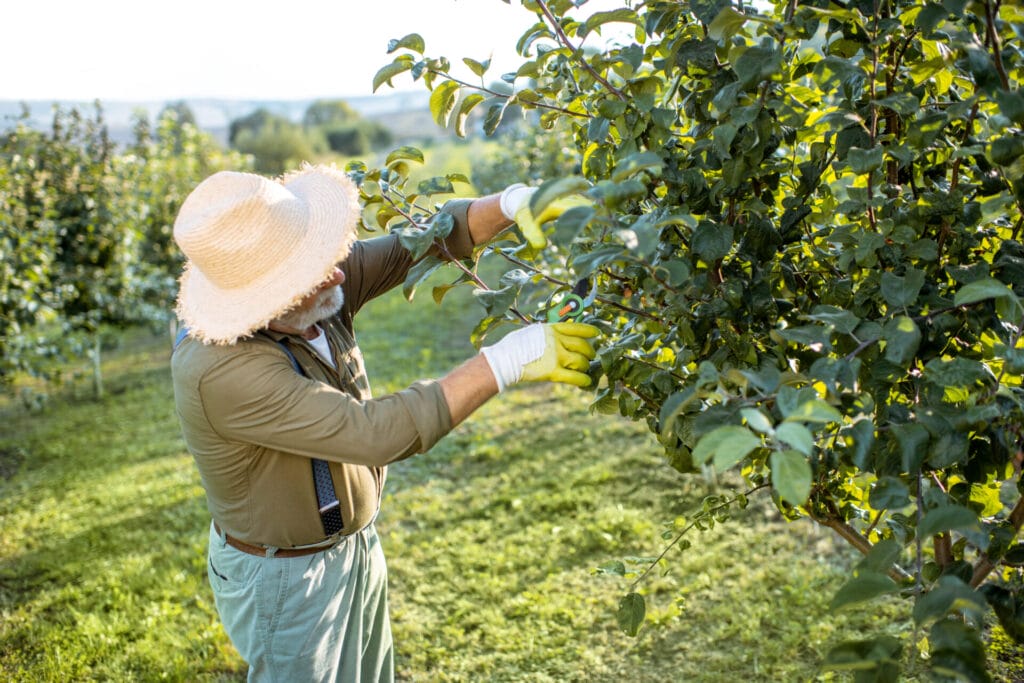 mastering-pruning-in-texas-innovation-grounds