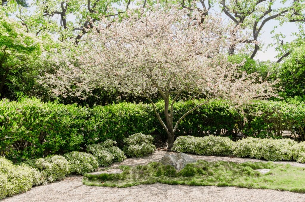 serviceberry-tree-innovation-grounds