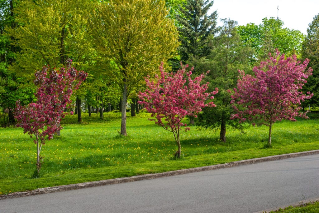 crabapple-tree-innovation-grounds