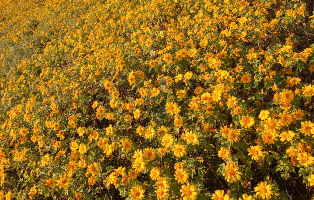 desert-marigold-innovation-grounds