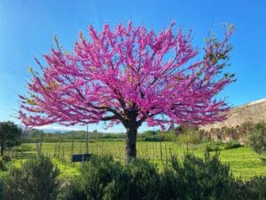 eastern-redbud-tree-innovation-grounds