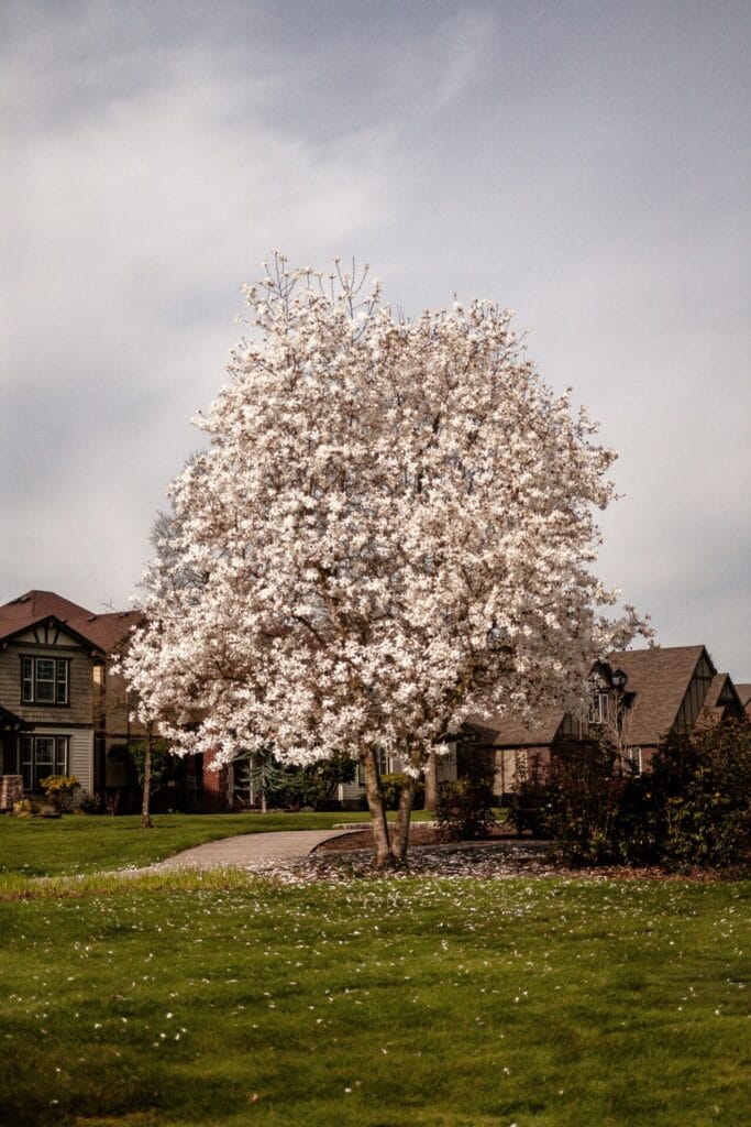 magnolia-tree-innovation-grounds