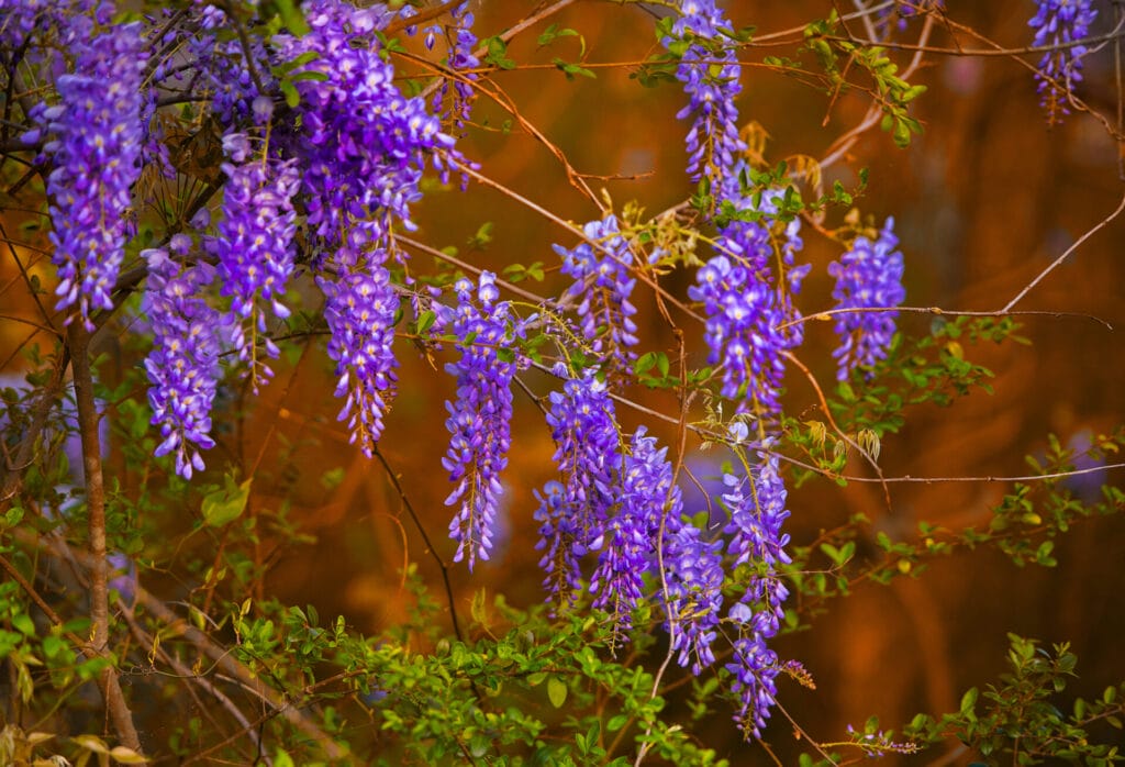 texas-mountain-laurel-innovation-grounds