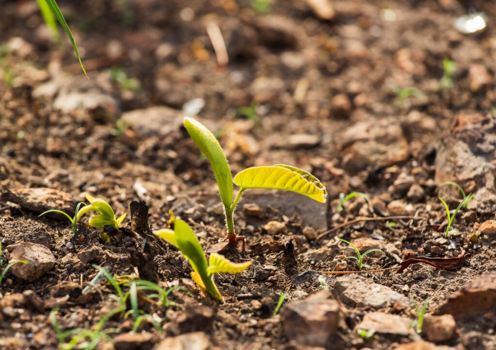 stunted-plant-growth-innovation-grounds