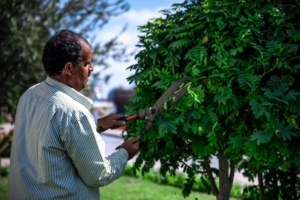 tree-pruning-services