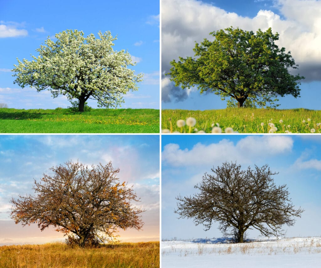 trees-all-seasons