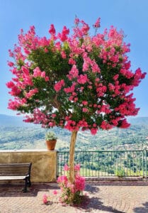 crape-myrtle-tree