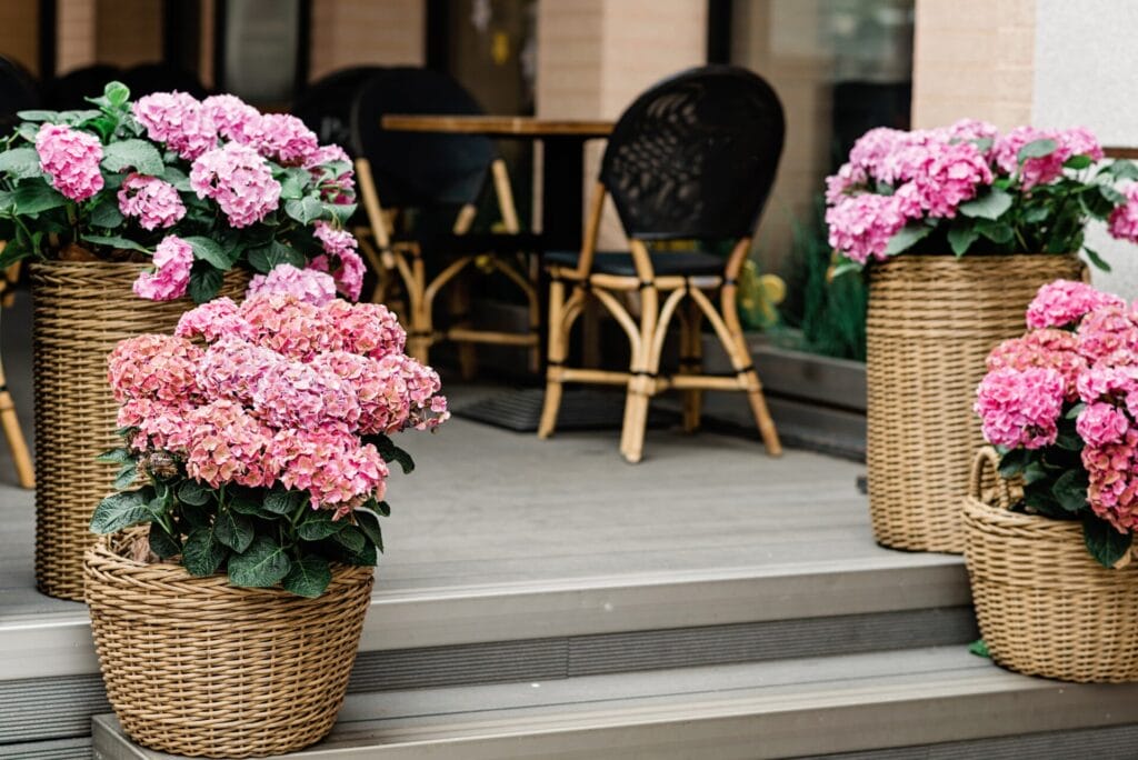 pink-flowers-patio