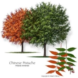 chinese-pistache-tree