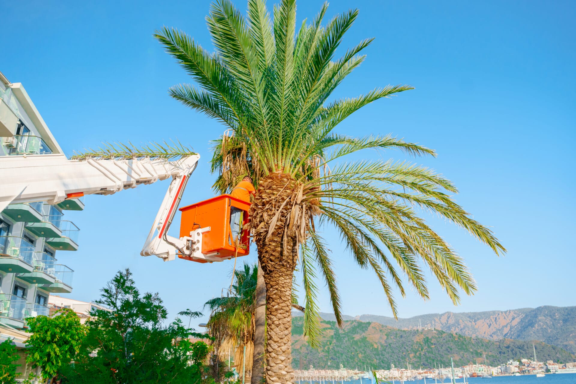 The Art Of Palm Tree Pruning: A Comprehensive Guide To Professional ...