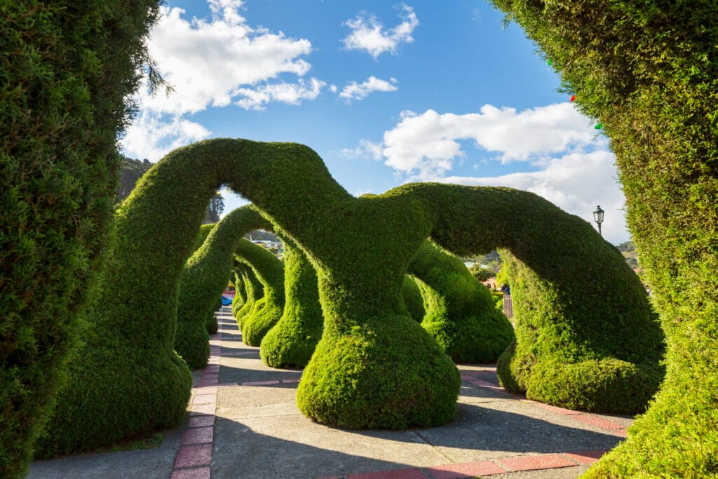 topiary-tree-trim