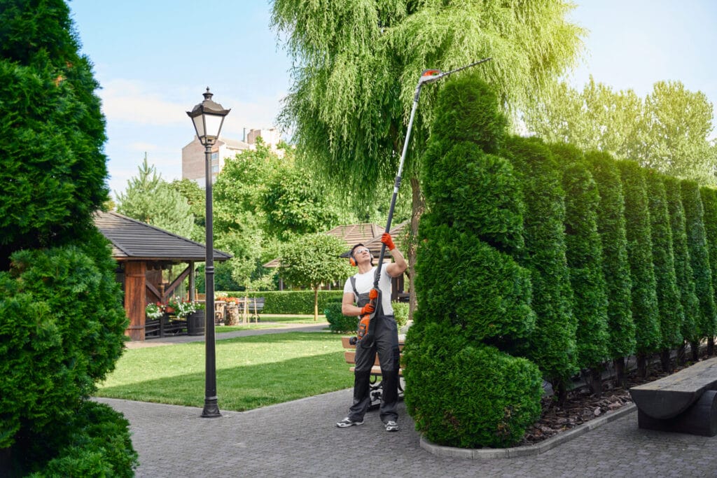 tree-crown-reduction-tree-trimming