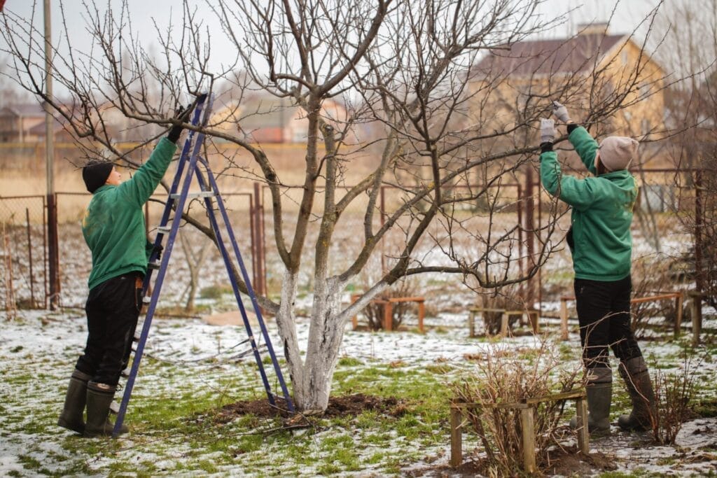 winter-landscaping-pruning