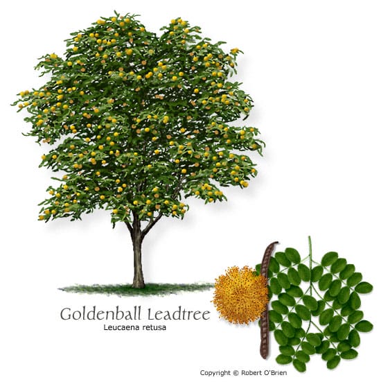 goldenball-lead-tree