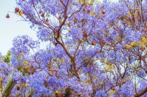 texas-mountain-laurel-tree