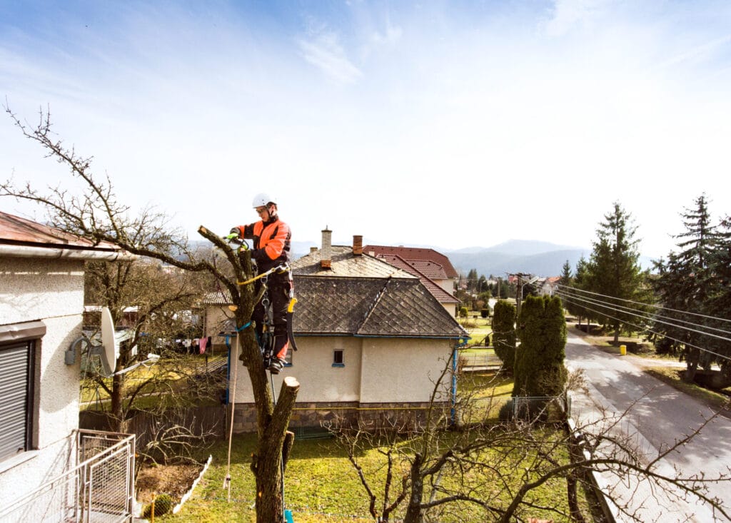 pollarding-tree-trimming