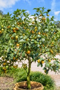 texas-persimmon-tree