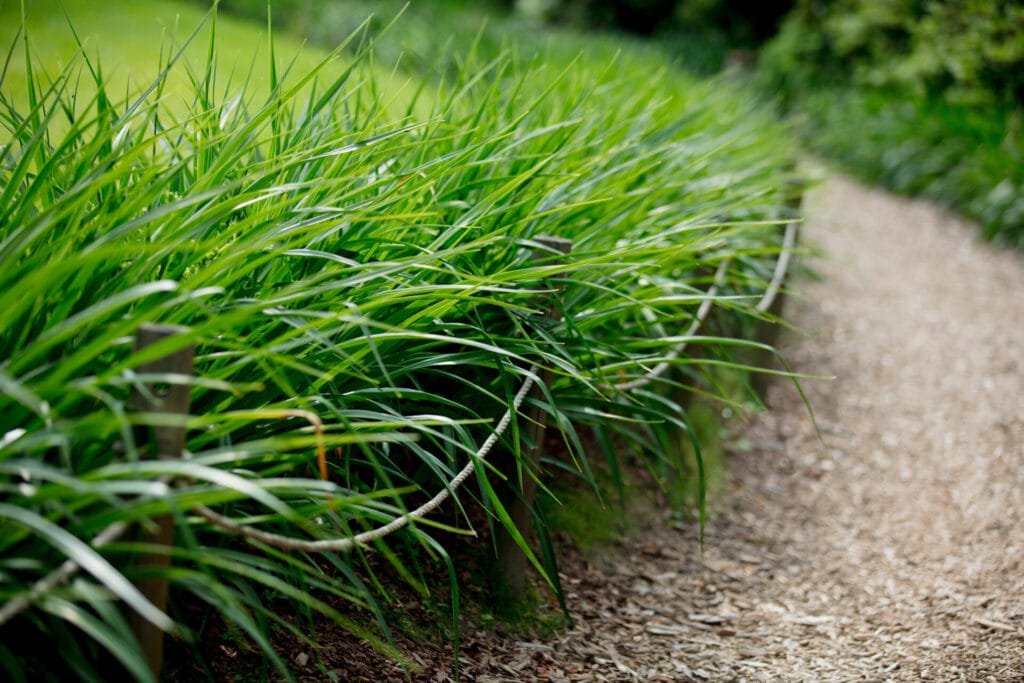 long-lawn-mowing-services