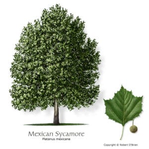 mexican-sycamore-tree