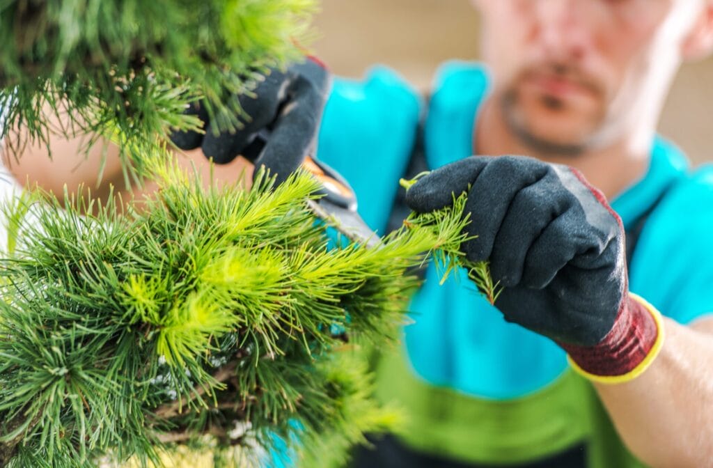 tree-thinning-tree-pruning