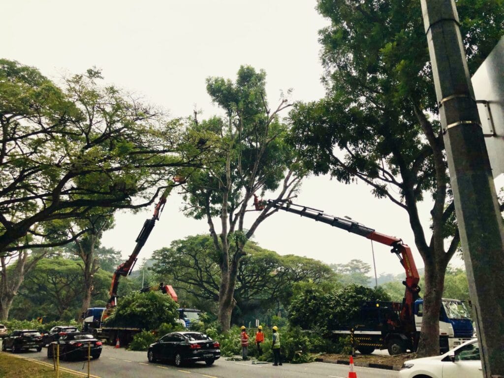 tree-crown-raising