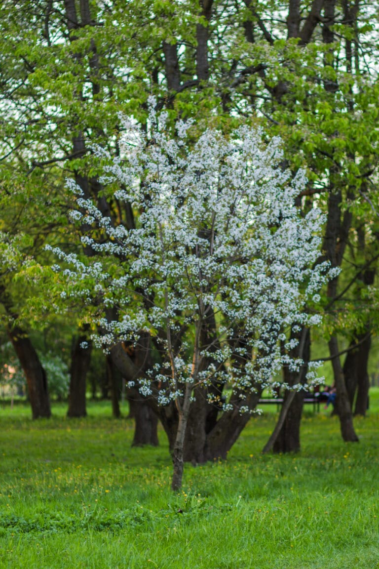 mexican-plum-tree