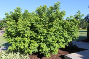 mexican-buckeye-tree