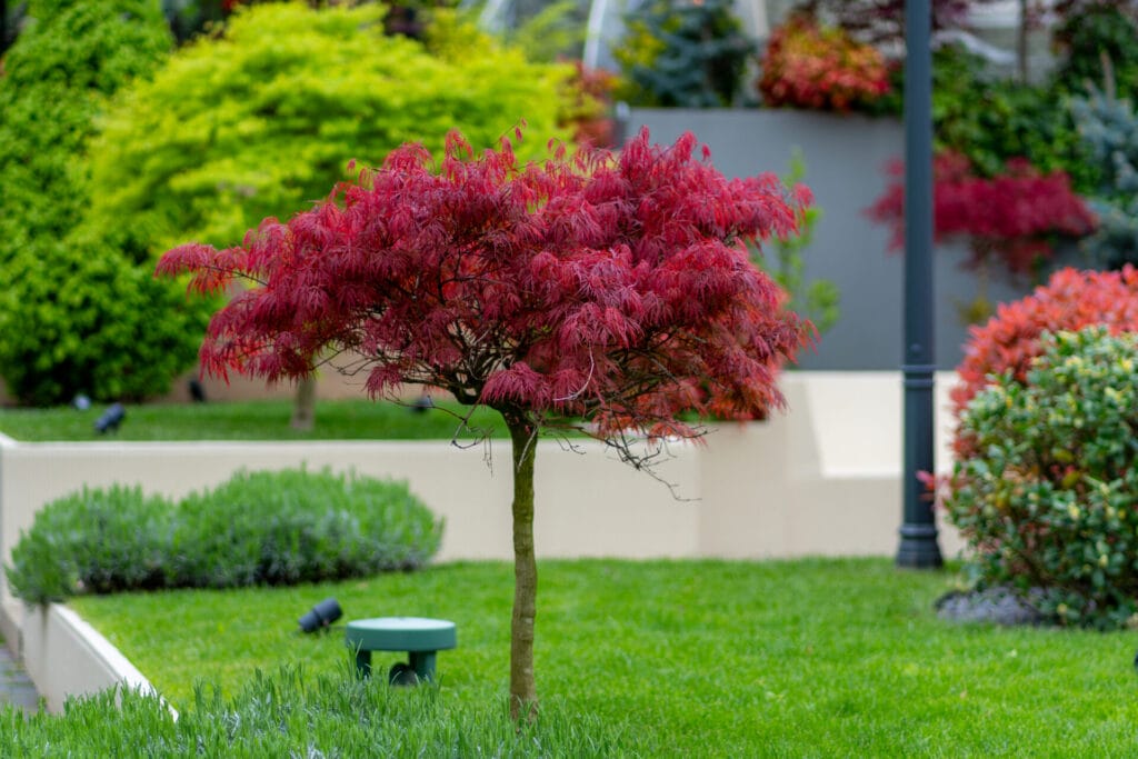 japanese-maple-tree