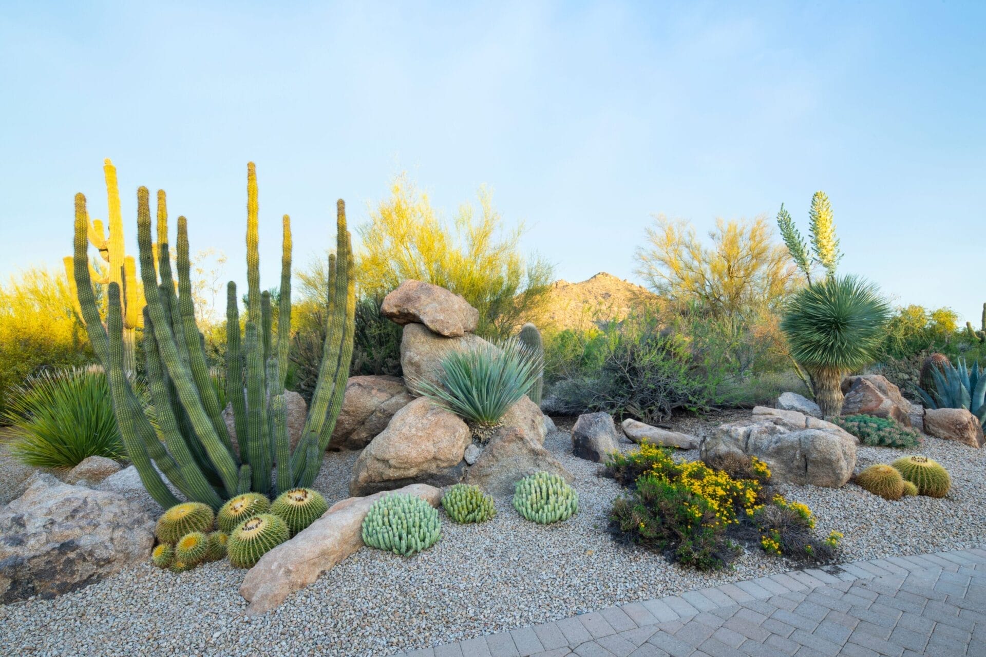 desert landscaping in austin texas