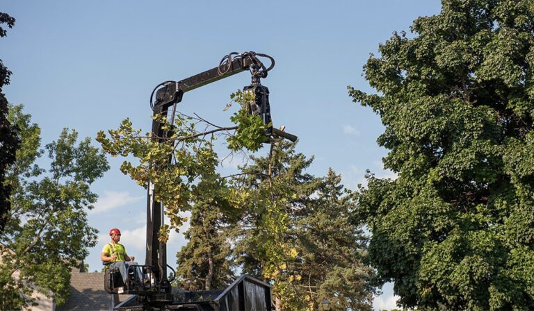 tree care