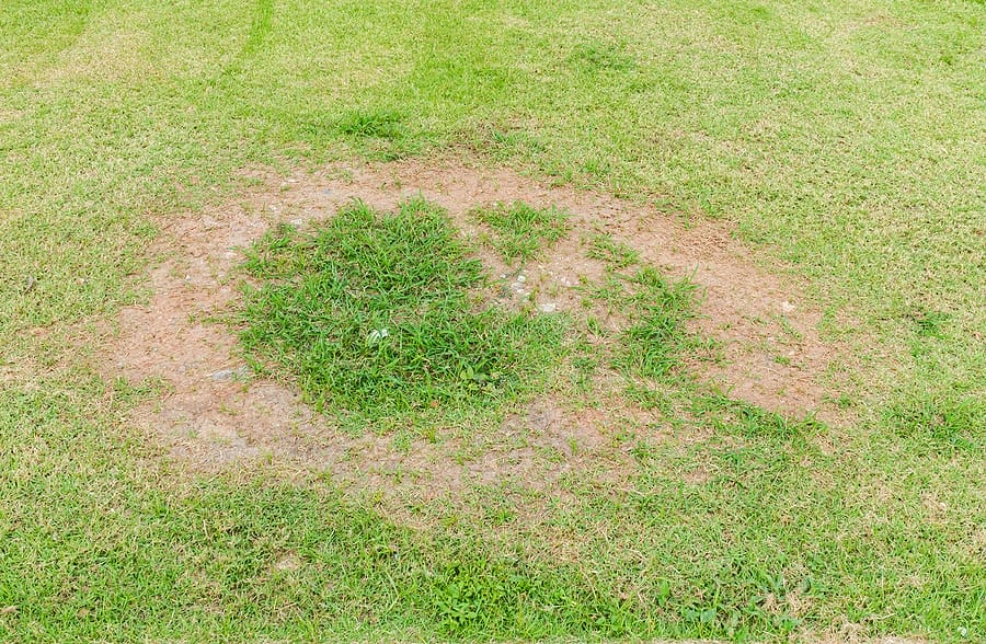 3 easy steps for spotting lawn fungus