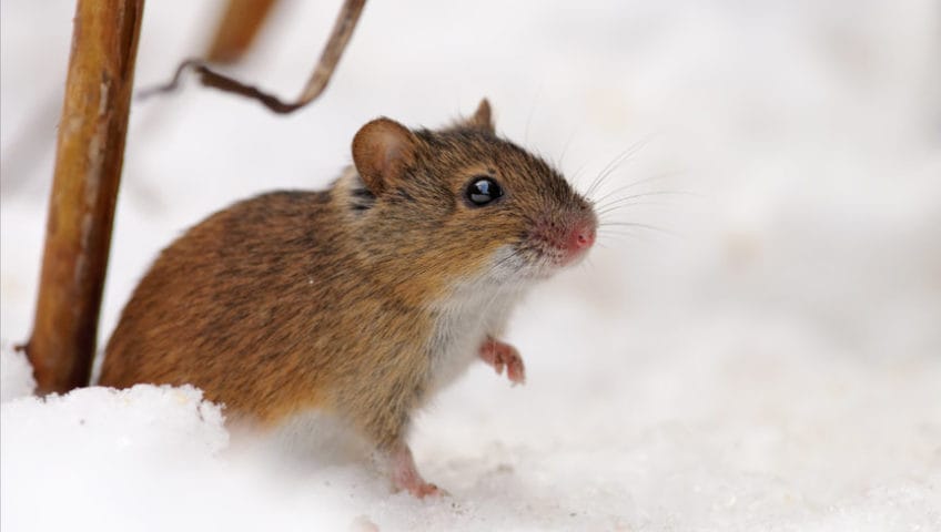 Pest control in winter time in Austin Texas