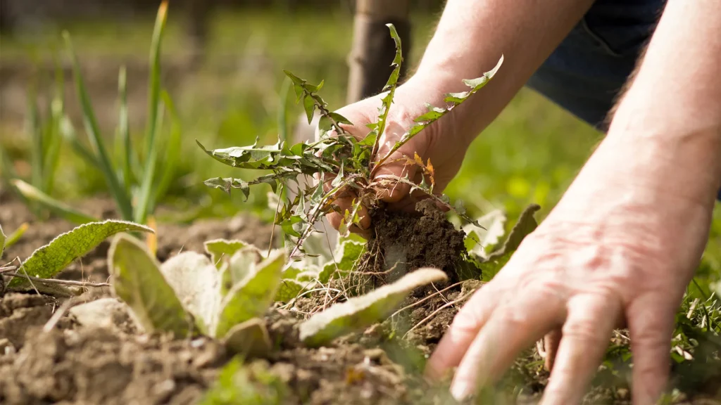 beat the weeds