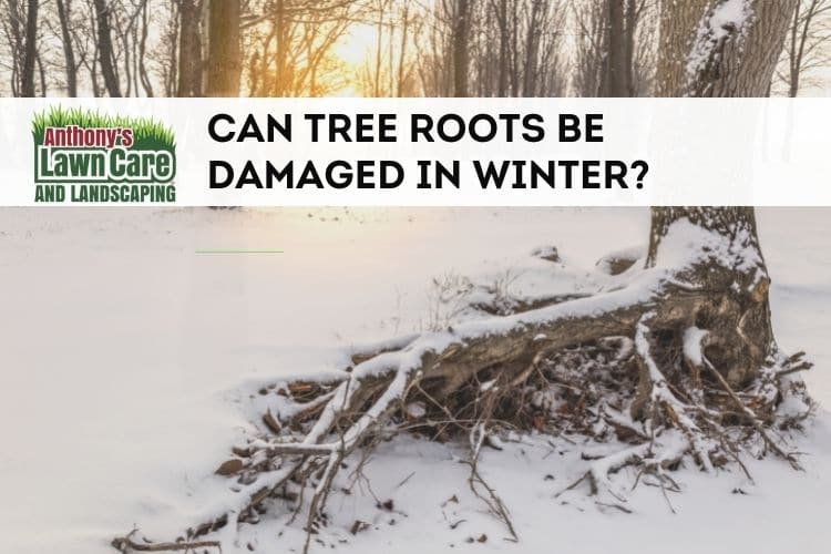 can tree roots be damaged in winter