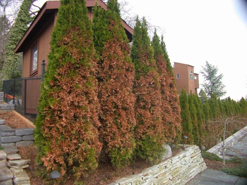 evergreens turning brown in winter