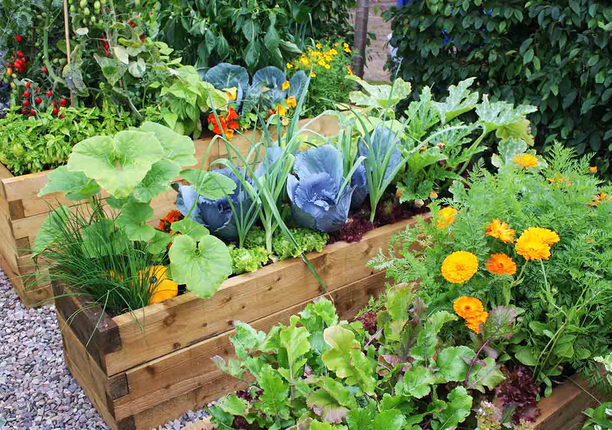 fresh vegetables and flowering plants in garden during summer