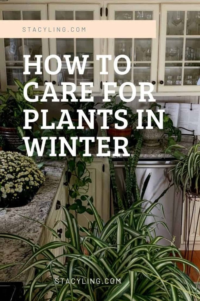 Taking care of plants in winter in Austin Texas