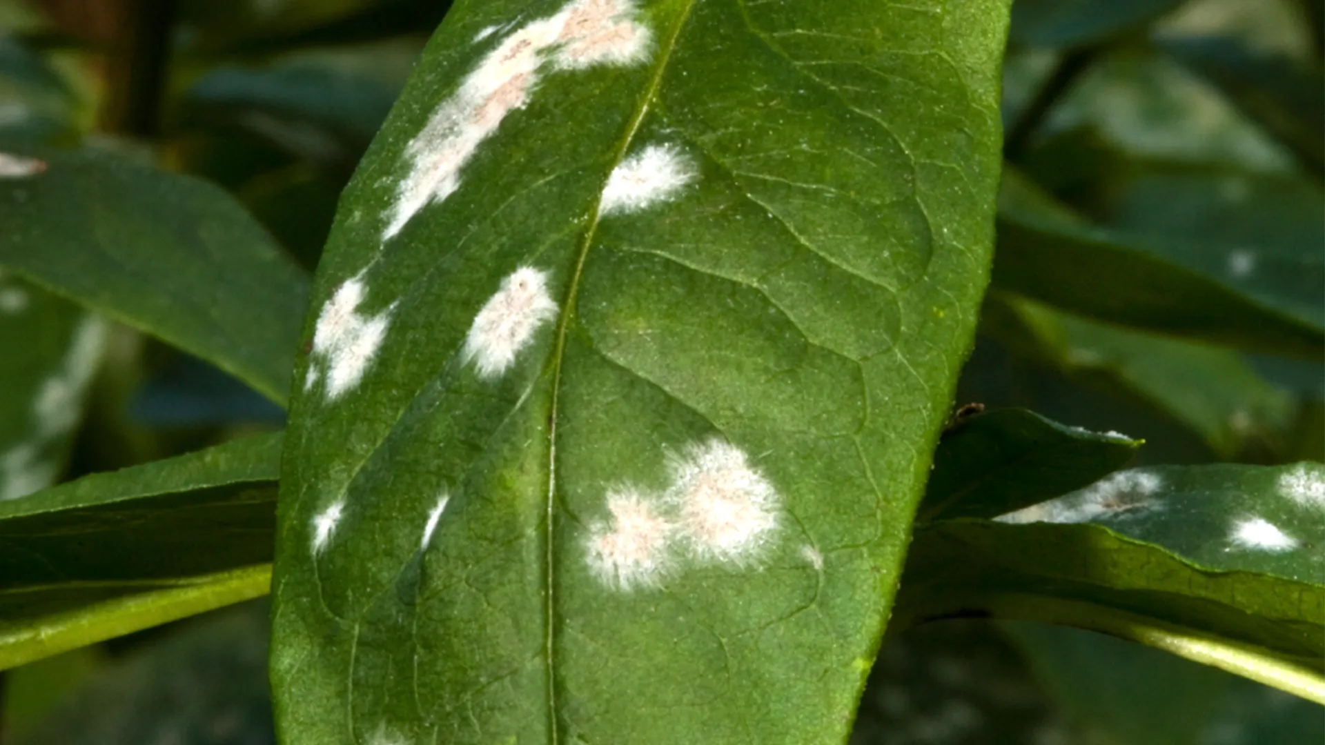 how to treat powdery mildew