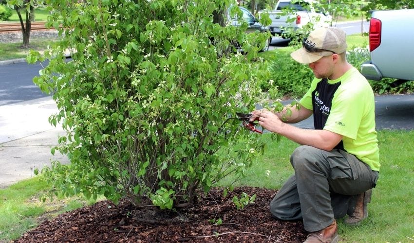 it blog section 2021 sept ornamental pruning